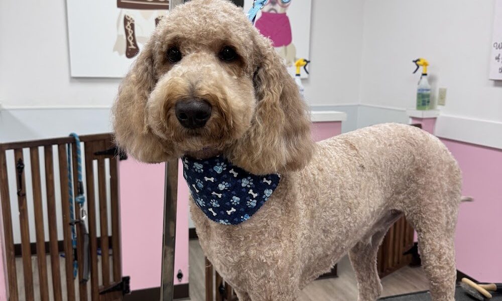 Woof Gang Bakery & Grooming Oviedo