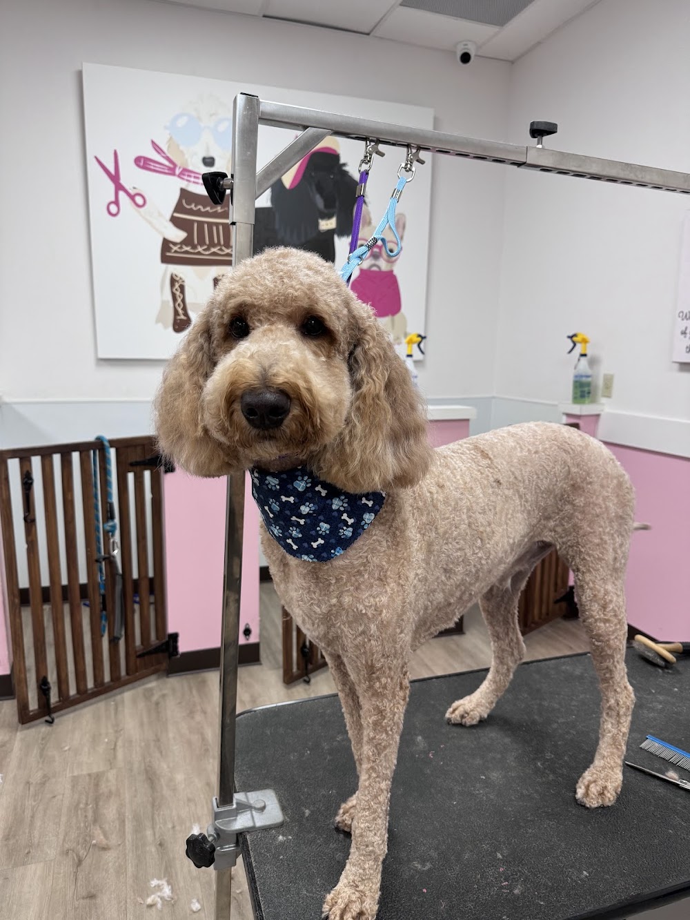 Woof Gang Bakery & Grooming Oviedo