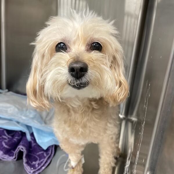 Oviedo Veterinary Care and Emergency