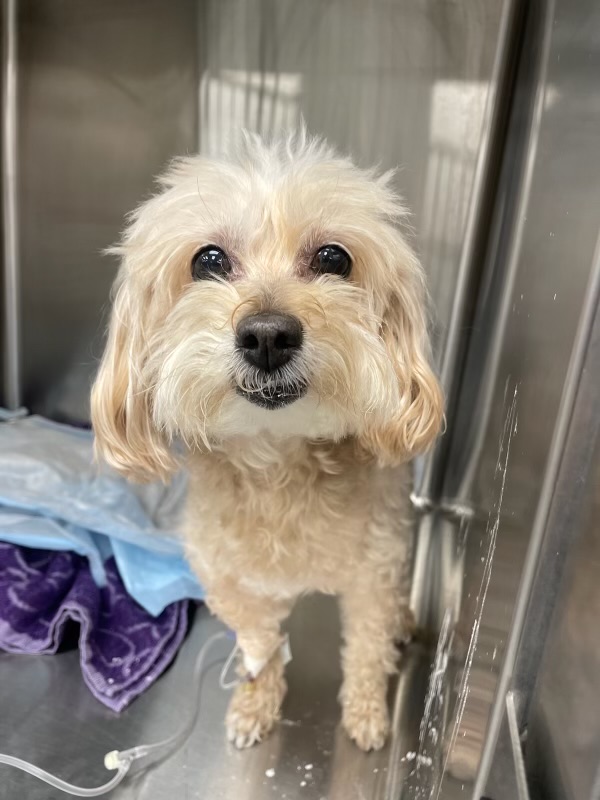 Oviedo Veterinary Care and Emergency